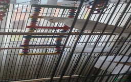 Cockatiels birds for sale: Male cockateil  - Image 1