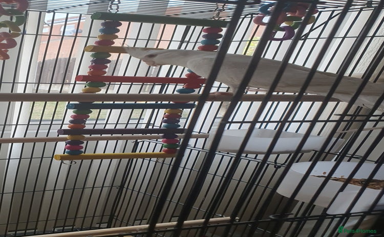 Cockatiels birds - Advert 1