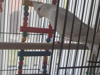 Cockatiels birds for sale - Advert 1