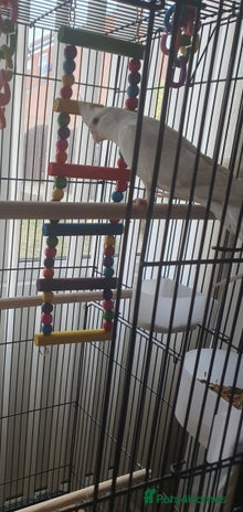 Cockatiels birds - Advert 1