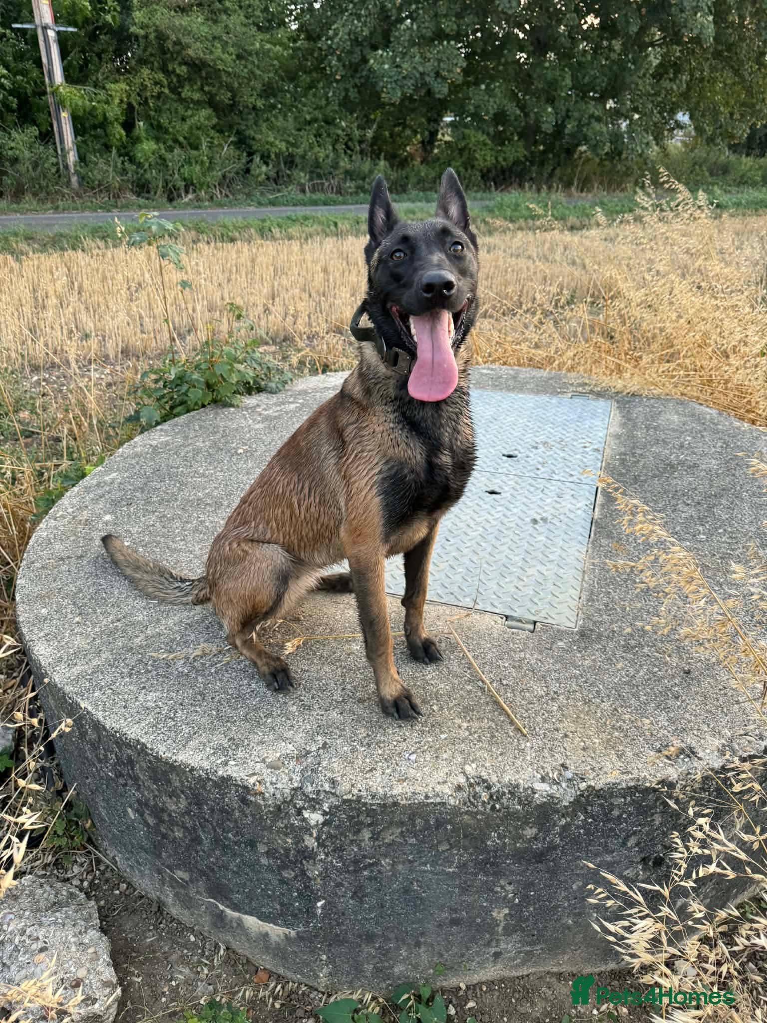 Belgian Shepherd Dog dogs SAMMY - Advert 2