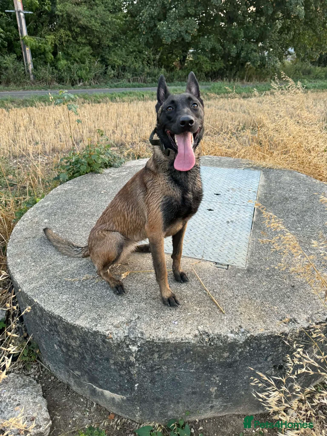 Belgian Shepherd Dog dogs for adoption: SAMMY - Advert 1