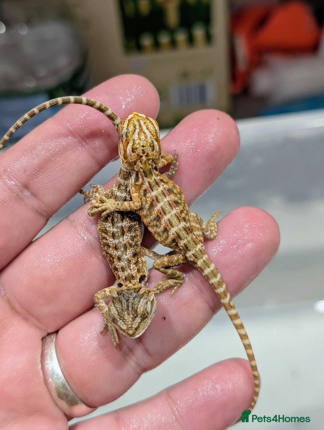 Bearded Dragon reptiles for sale: 50% red monster bearded dragons  - Image 2