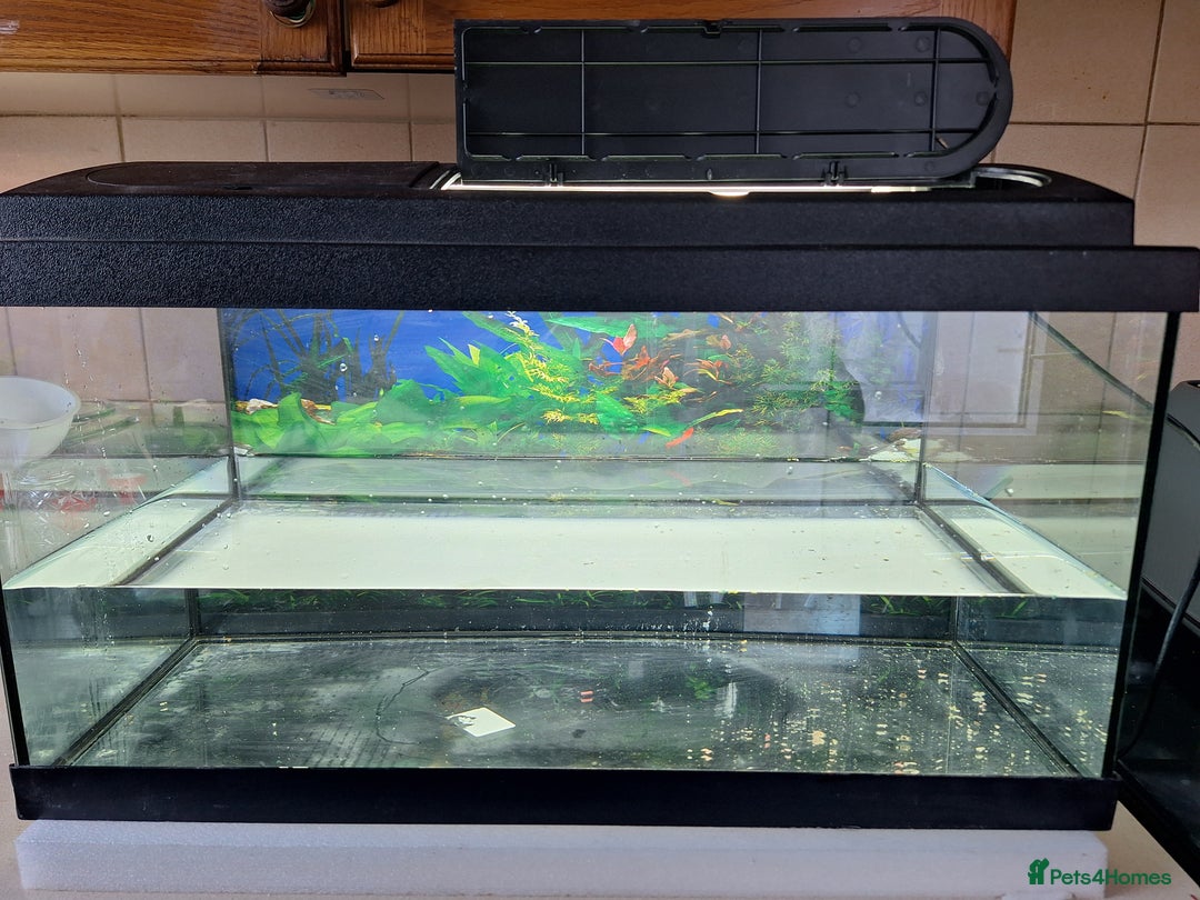 Other/Mixed Breed fish for sale: 60ltr Fishtank with Accessories Only - Image 1