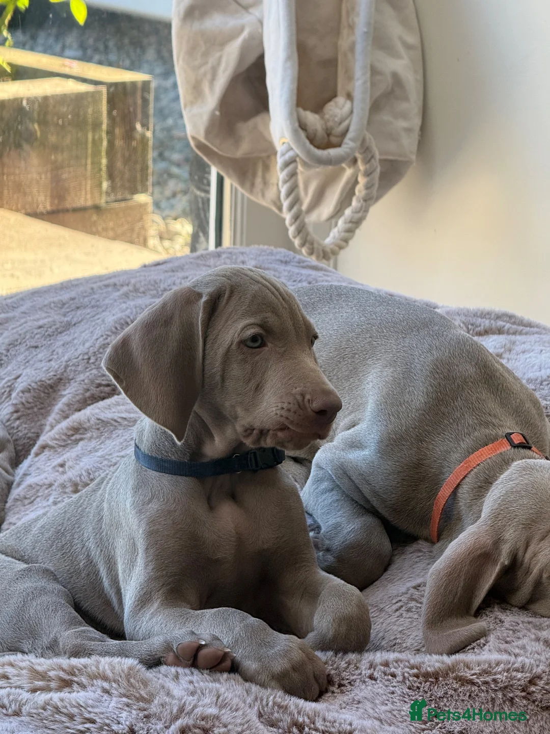 Weimaraner dogs for sale: Superb Gunalt Bloodlines & Excellent Temperament - Advert 2