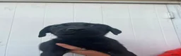 Labrador Retriever dogs for sale: Black Labrador Retriever Puppies 2 Boys & 2 Girls - Advert 4