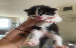 Ragdoll cats for sale: Beautiful fluffy ragdoll X kittens  - Image 1