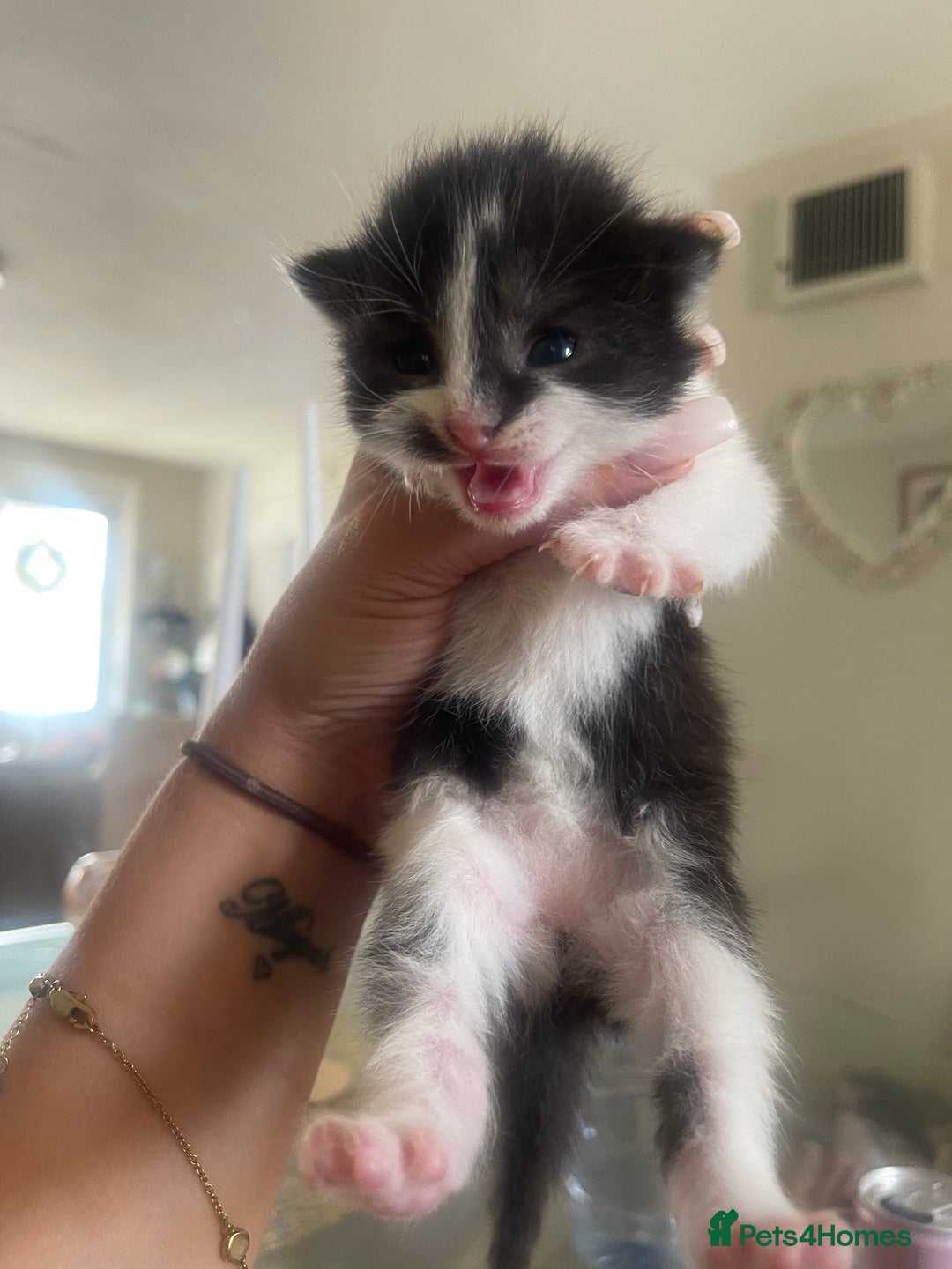 Ragdoll cats for sale: Beautiful fluffy ragdoll X kittens  - Image 1