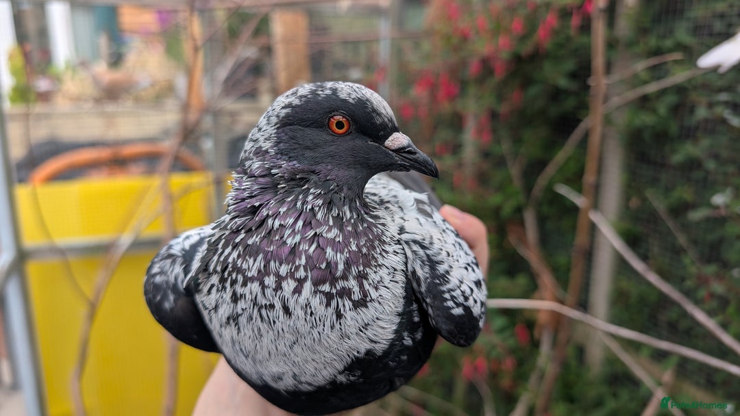 Pigeons birds for sale: Starling pigeon cock - Image 3