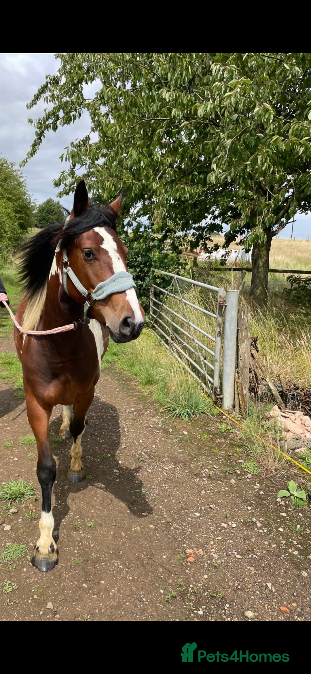 Other Breed horses for sale: Pony for sale - Advert 6