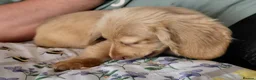 Miniature Dachshund dogs for sale: ✨️Longhaired Cream Male toy miniature Dachshund✨️ - Advert 7
