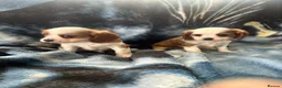 Cavalier King Charles Spaniel dogs for sale: Adorable King Charles pups - Advert 4