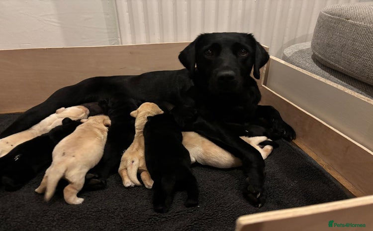 Labrador Retriever dogs - Advert 1