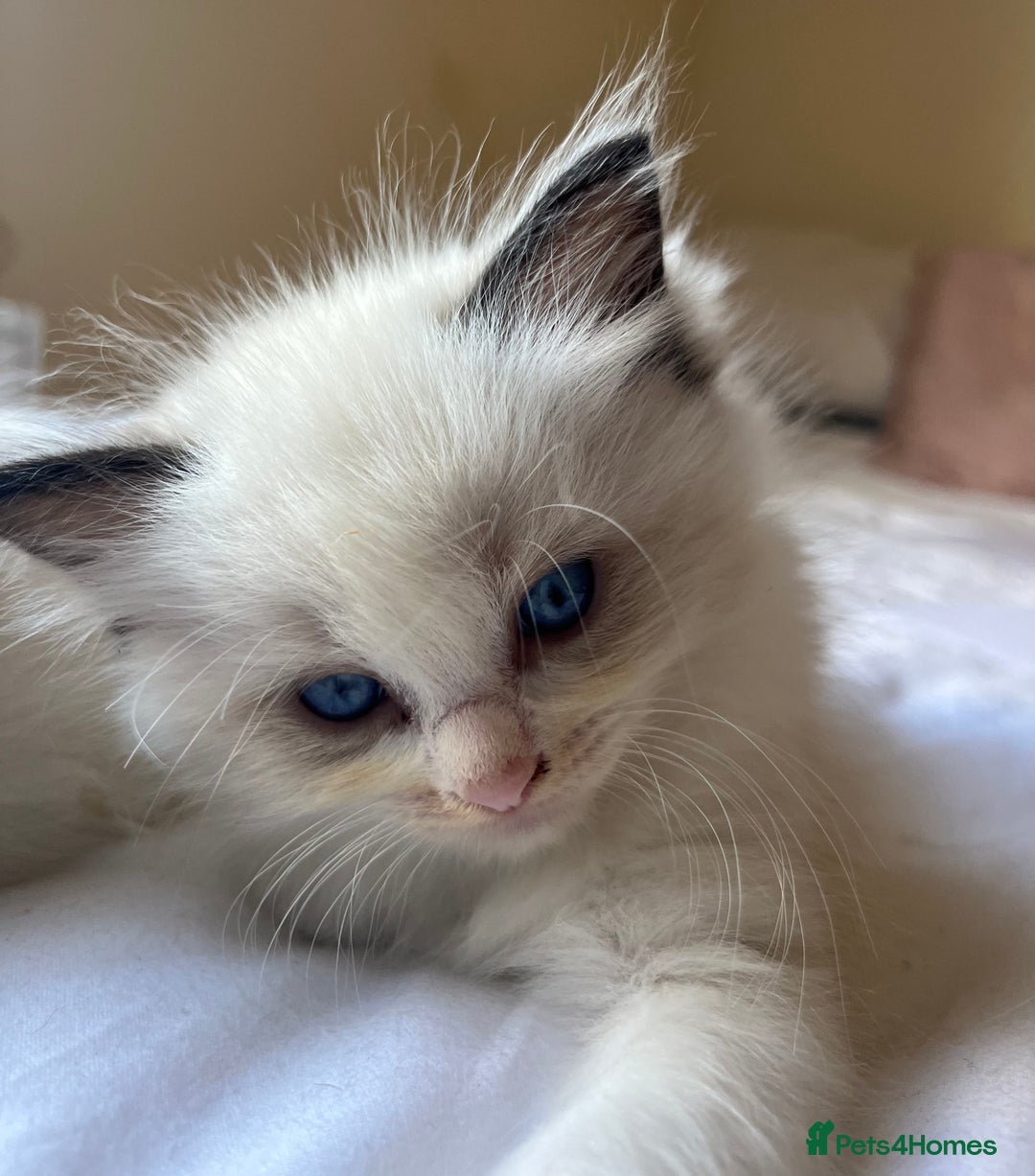 Ragdoll cats for sale: 🎀Beautiful Ragdoll kittens (TICA reg)🎀 - Image 27