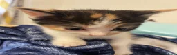 Mixed Breed cats for sale: Beautiful Calico kittens  in Bristol - Advert 3
