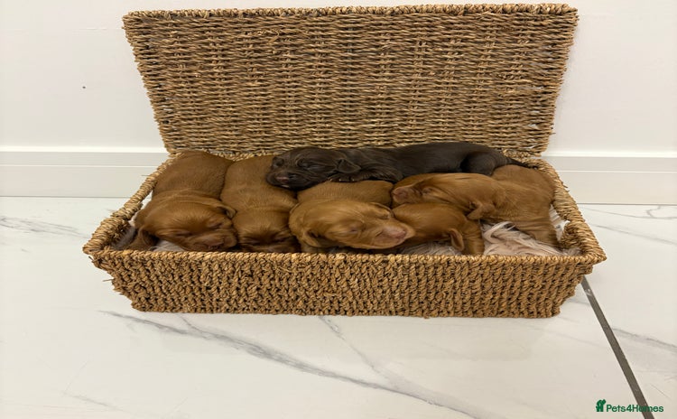 Cocker Spaniel dogs - Advert 8