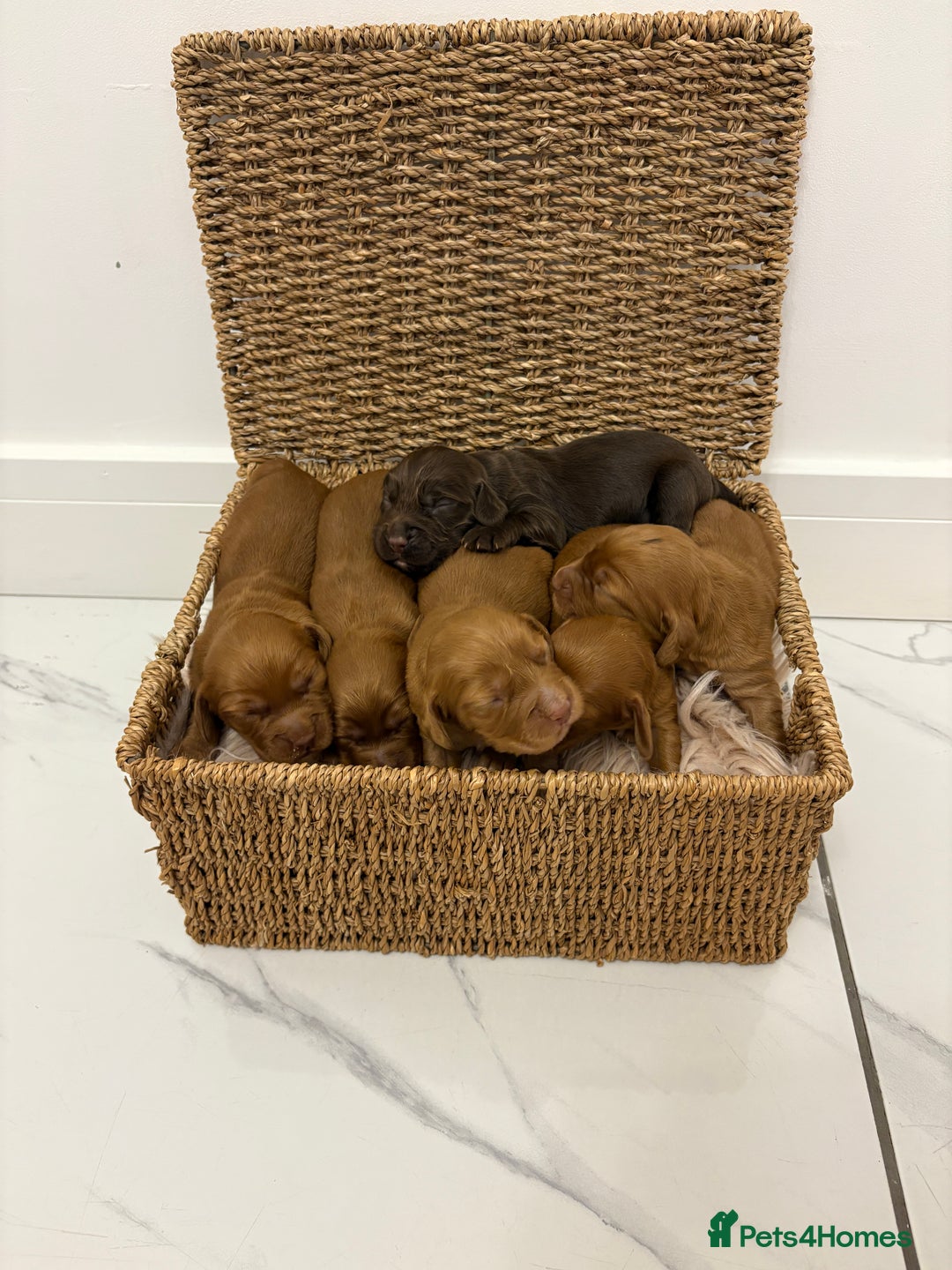 Cocker Spaniel dogs for sale: Gorgeous KC cocker spaniel puppies  - Image 1