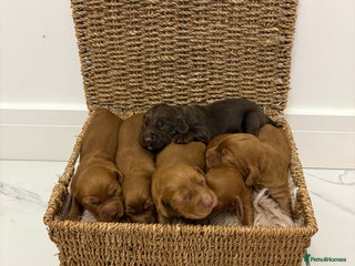 Cocker Spaniel dogs - Advert 7