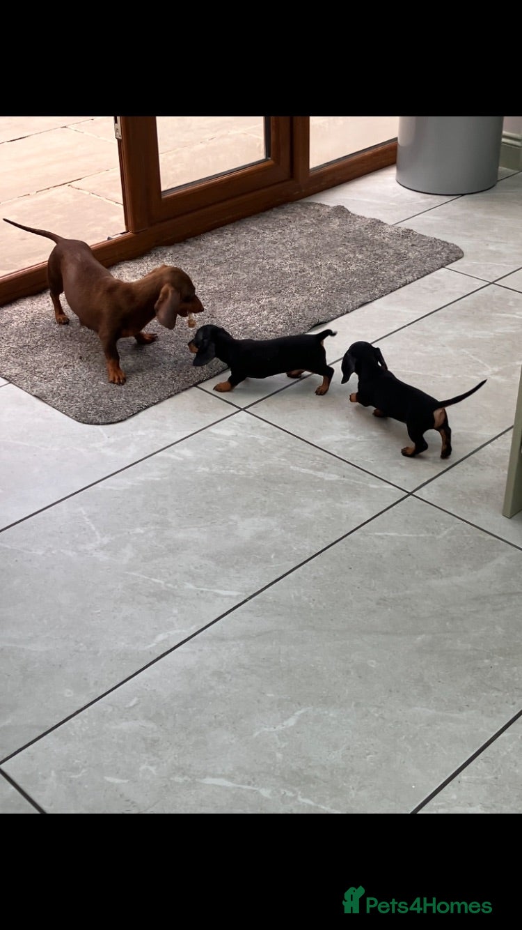 Miniature Dachshund dogs Mini Dachshund pups - Advert 1