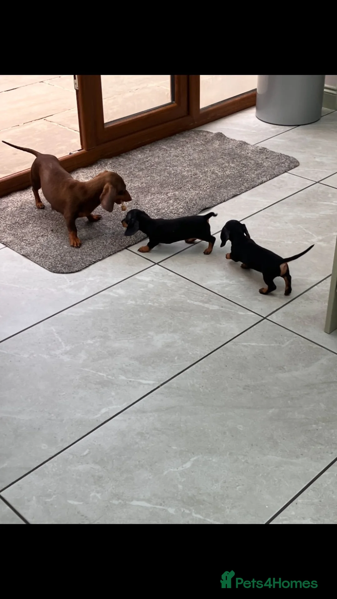 Miniature Dachshund dogs for sale: Mini Dachshund pups - Advert 1