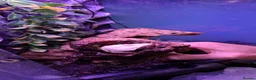 Gecko reptiles for sale: Crested geckos adult females stunning morphs - Advert 7