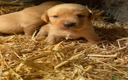 Labrador Retriever dogs for sale: Stunning ftch fox red puppies - Image 19