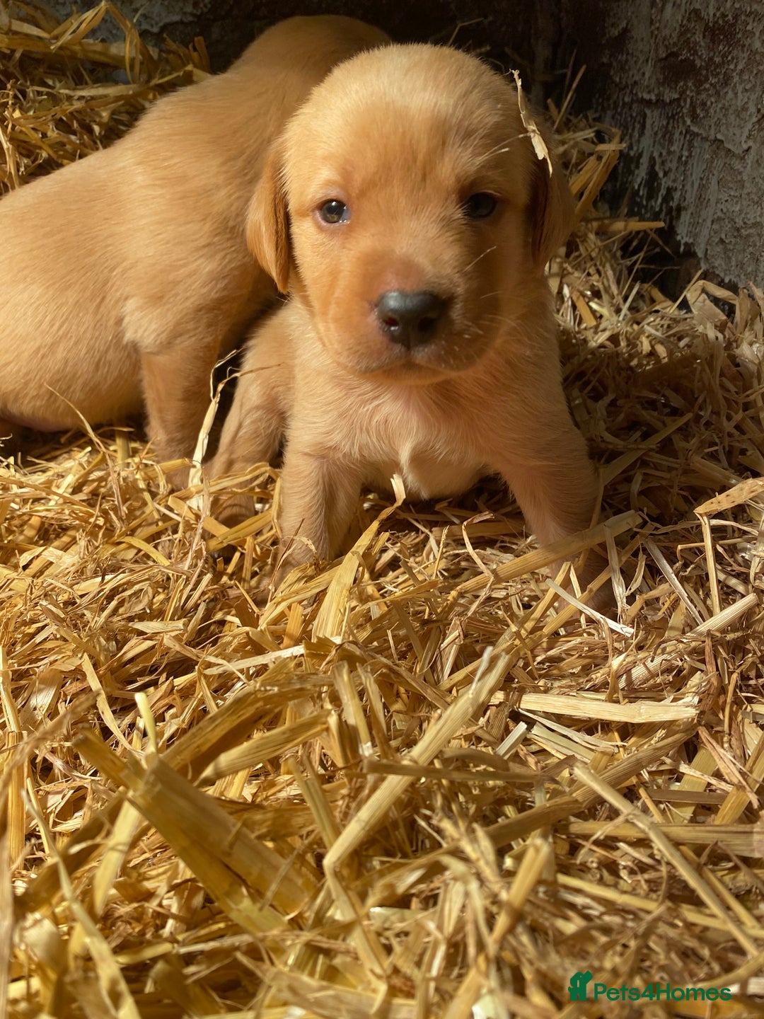 Labrador Retriever dogs for sale: Stunning ftch fox red puppies - Image 19