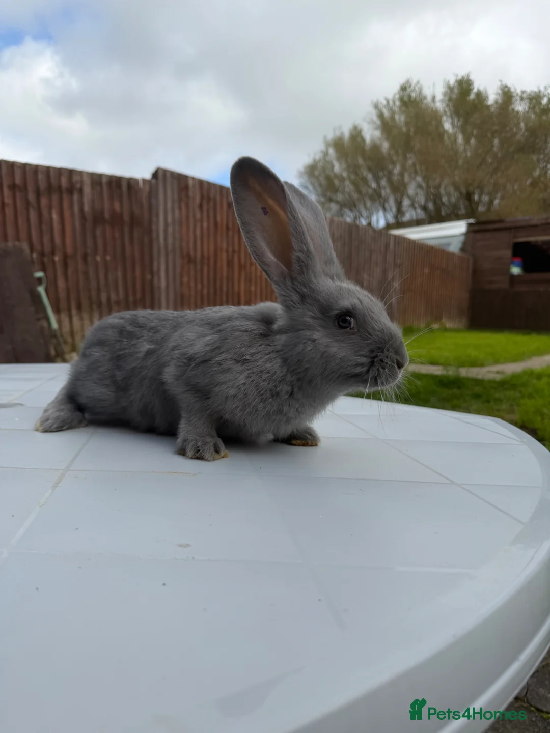 Continental Giant rabbits for sale: Continental giants  - Advert 4