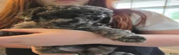 Cockapoo dogs for sale: ADORABLE RARE MERLE PUPS - Advert 4