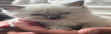 Ragdoll 1