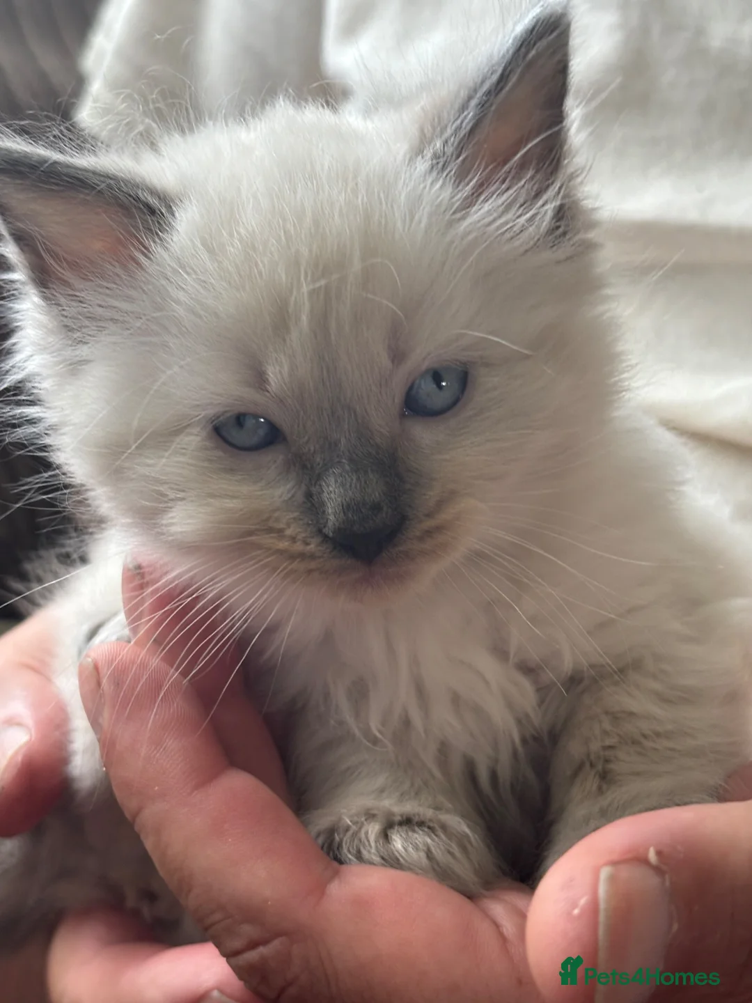 Ragdoll cats for sale: Ragdoll kittens born 10/07/26 4 left  - Advert 2
