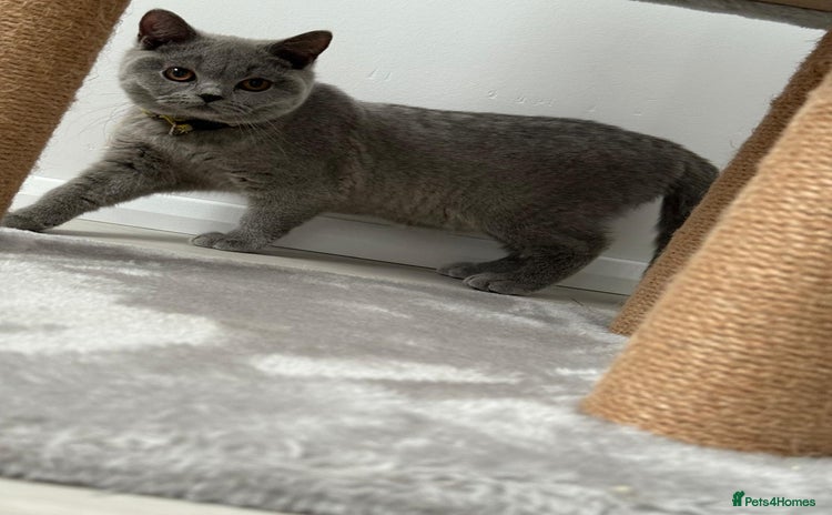 British Shorthair cats - Advert 1