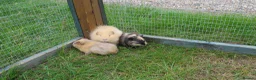 Guinea Pig rodents for sale: Male & Female guinea pigs various types & colours  - Advert 7