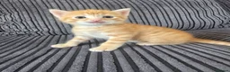 Mixed Breed cats for sale: 5 mixed breed kittens for sale - Advert 5