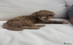 Miniature Poodle dogs for sale: Miniature poodles REDUCED READY TO LEAVE NOW  - Image 36