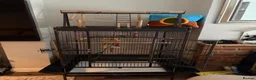 Parakeets birds for sale: Indian Ringneck  in Ipswich - Advert 5