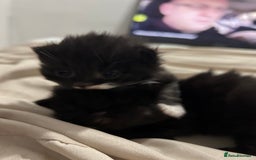 British Longhair cats for sale: 3 beautiful British longhair x  - Image 5
