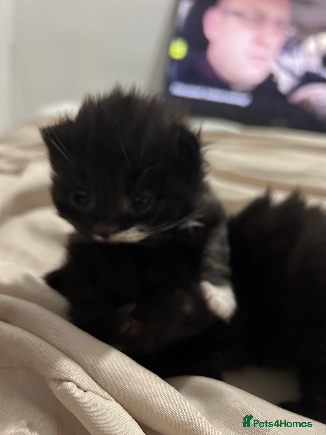 British Longhair cats for sale: 3 beautiful British longhair x  - Image 5