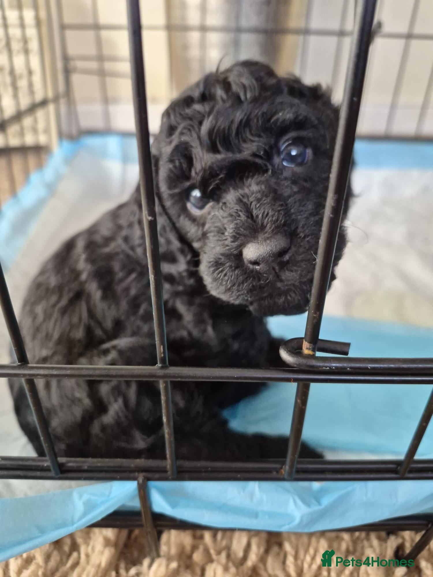 Cockapoo dogs Cockapoo - Advert 7