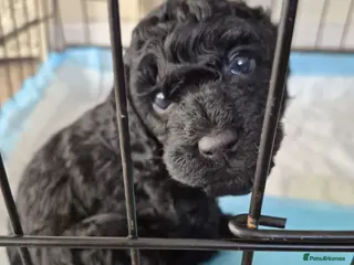 Cockapoo dogs Cockapoo - Advert 1