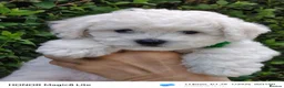 Bichon Frise dogs for sale: Bichon Frise ( 1 boy left ) - Advert 3