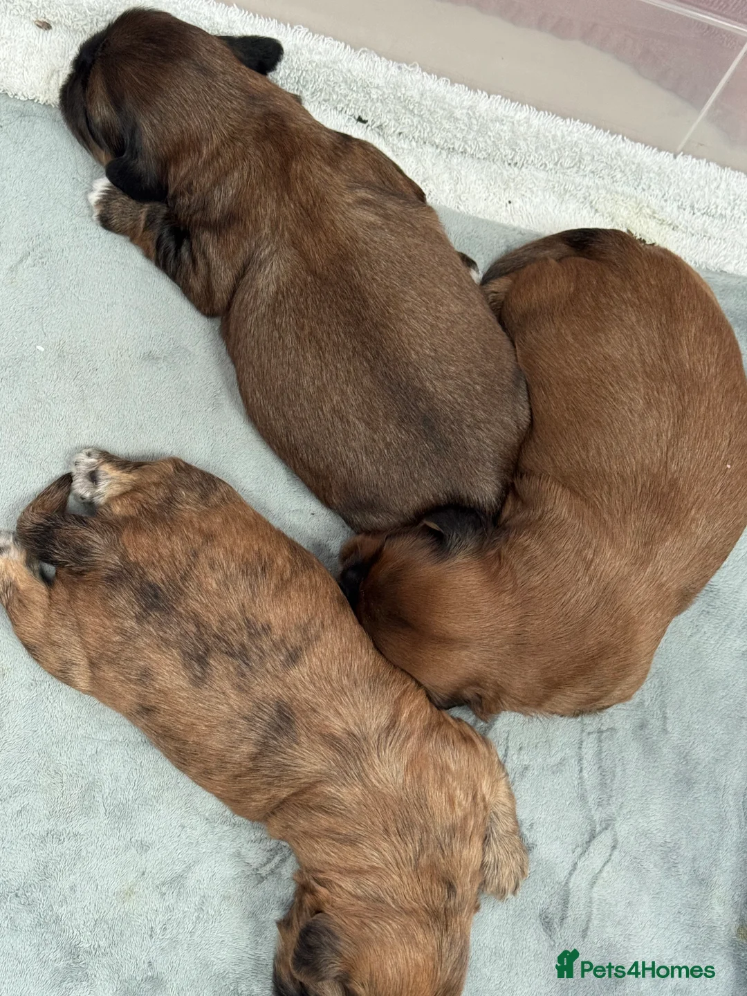 Shih Tzu dogs for sale: Gorgeous Shihtzu Puppies - Advert 6