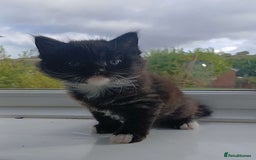 Domestic Shorthair cats for sale: Calico mixed - Image 1