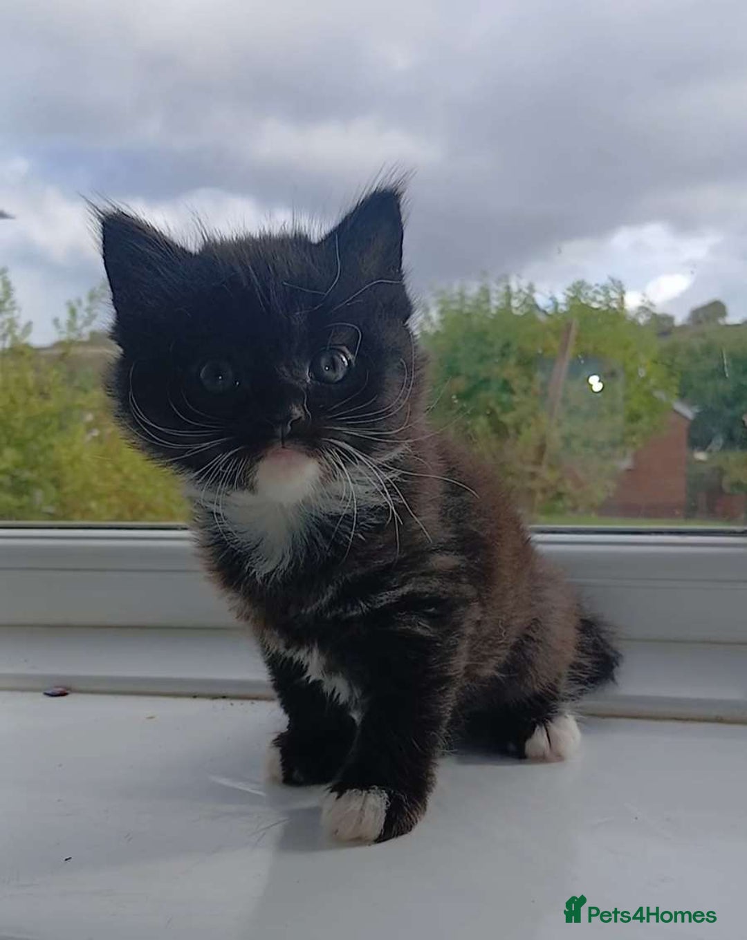 Domestic Shorthair cats for sale: Calico mixed - Image 1