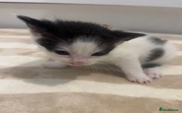 British Shorthair cats for sale: X2 female British shorthaired cross kittens - Image 4