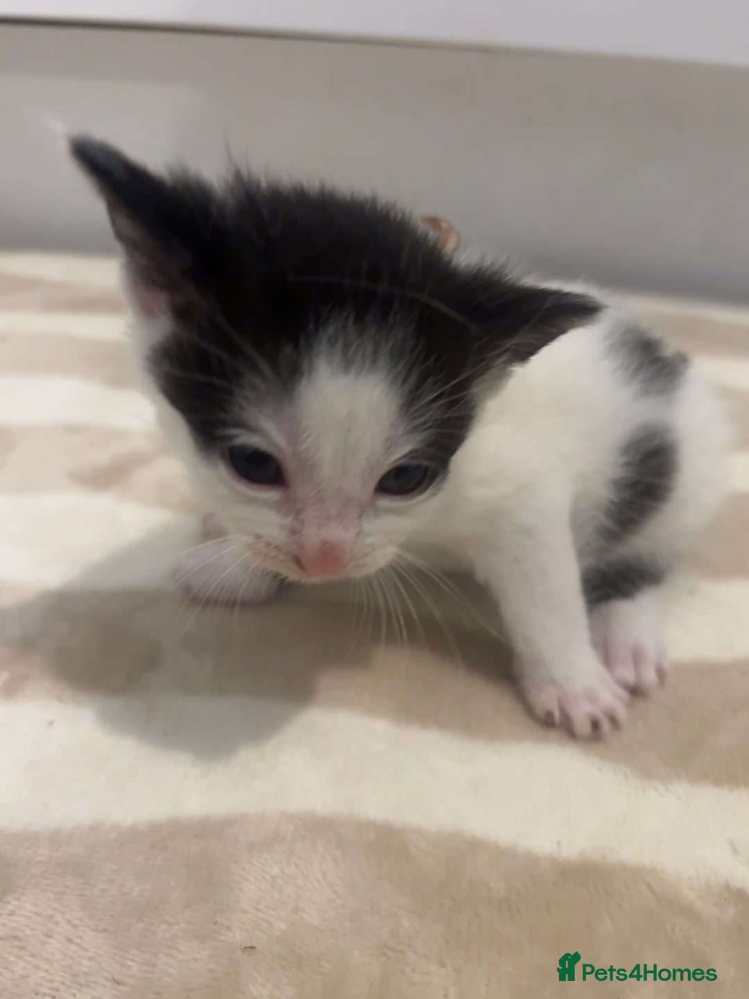 British Shorthair cats for sale: X2 female British shorthaired cross kittens - Image 4