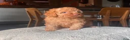 Toy Poodle dogs for sale: Perfect Toy Poodle puppies  - Advert 9
