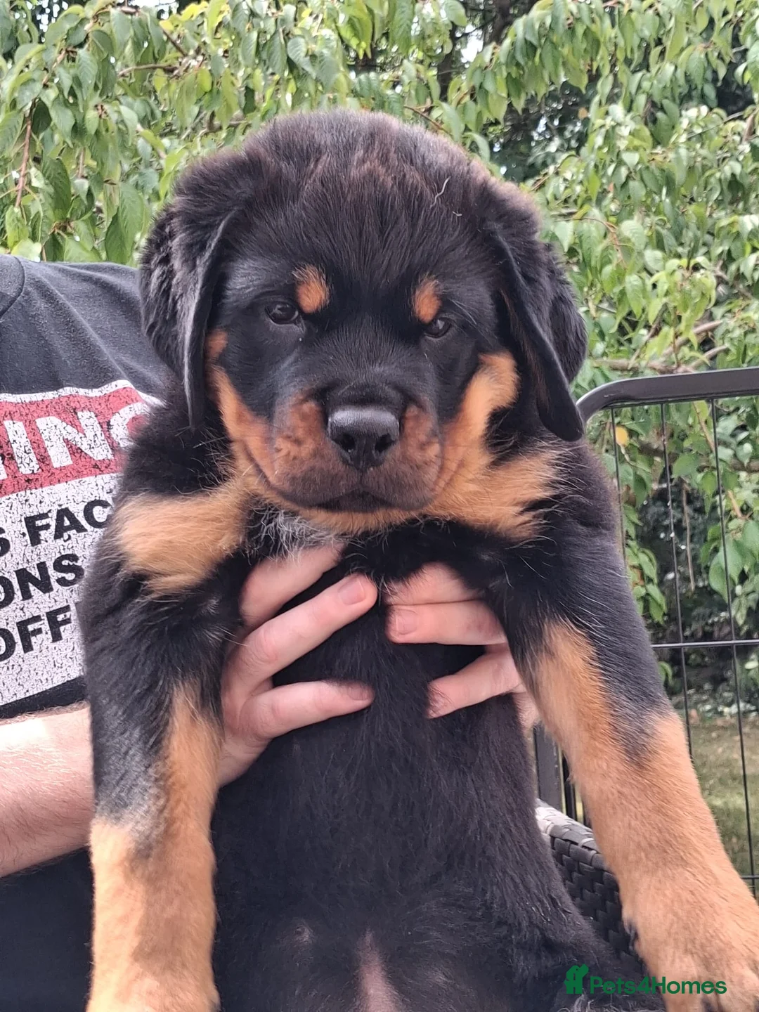 Rottweiler dogs for sale: Big Rottweiller Girl Puppy for sale - ready to go - Advert 1