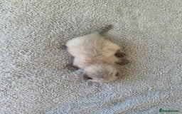 Ragdoll cats for sale: RAGDOLL X KITTENS  - Image 7