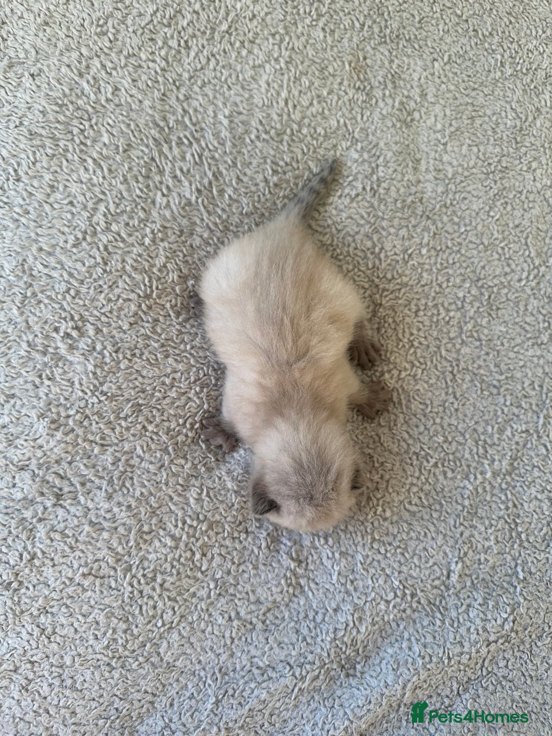 Ragdoll cats for sale: RAGDOLL X KITTENS  - Image 7